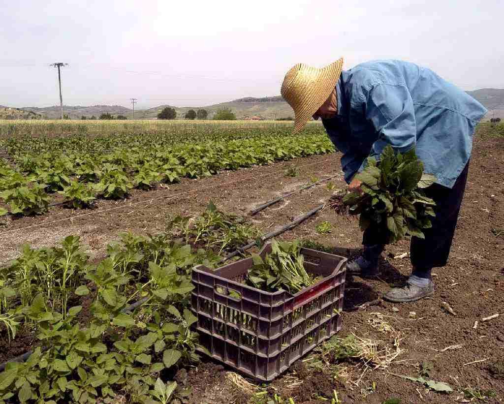 Η γήρανση του αγροτικού πληθυσμού πρόκληση για τη νέα ΚΑΠ στην Ελλάδα