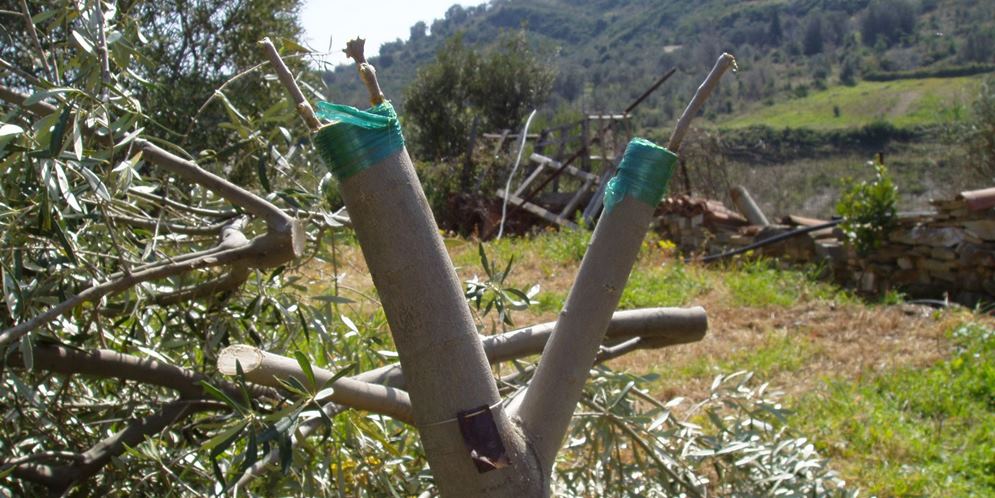 Πρακτική εκπαίδευση στον εμβολιασμό ελαιοδέντρων από τον Αγροτικό Συνεταιρισμό Τυμπακίου