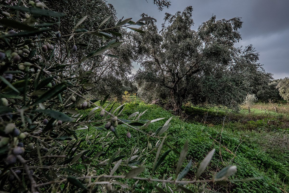 Ελαιόδεντρα χιλιάδων ετών, κινδυνεύουν “σήμερα”