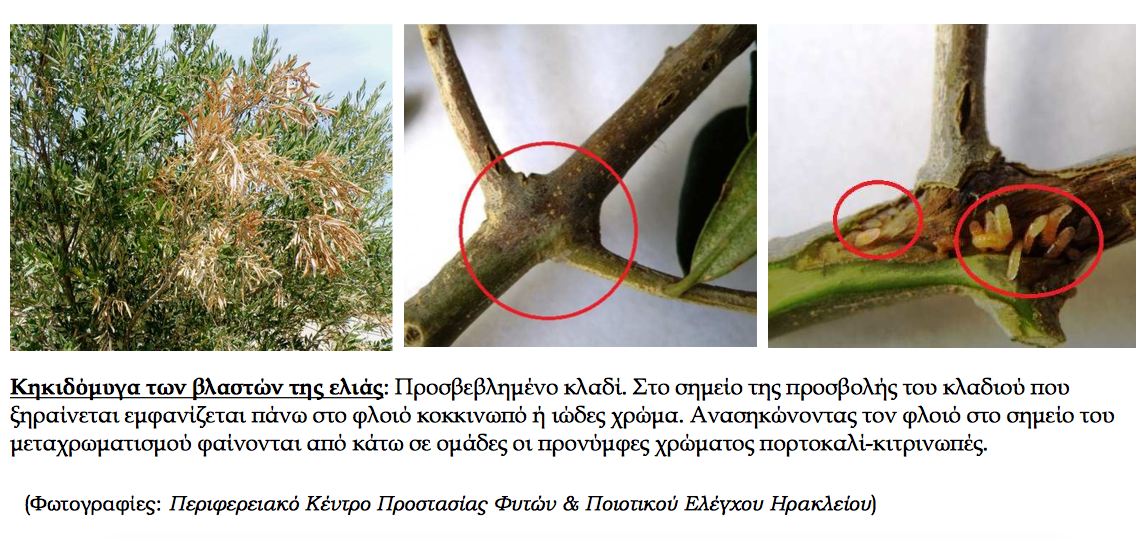 Εχθροί της ελίας – Ενημερωτικό δελτίο γεωργικών προειδοποιήσεων
